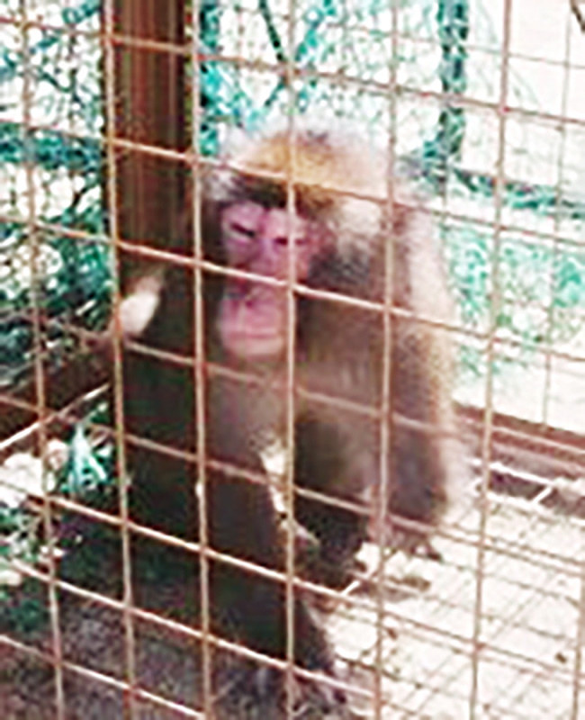 愛媛県今治市の小学校で捕獲されたニホンザル=同県提供