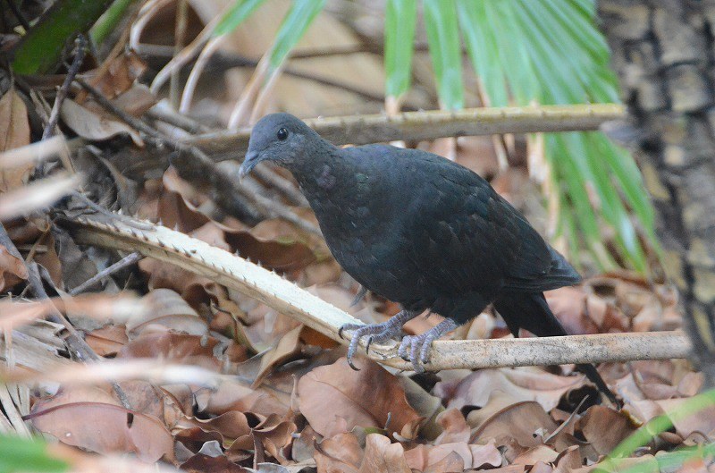 チェック：はばたけ、幻のハト 小笠原諸島の絶滅危惧種 天敵ノネコ捕獲