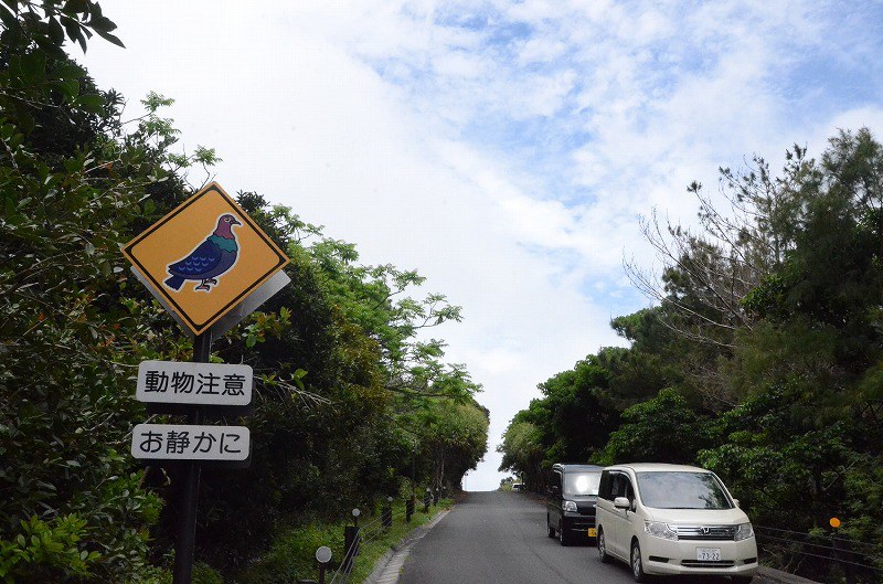 チェック はばたけ 幻のハト 小笠原諸島の絶滅危惧種 天敵ノネコ捕獲 １０００羽まで復活 写真特集12 14 毎日新聞