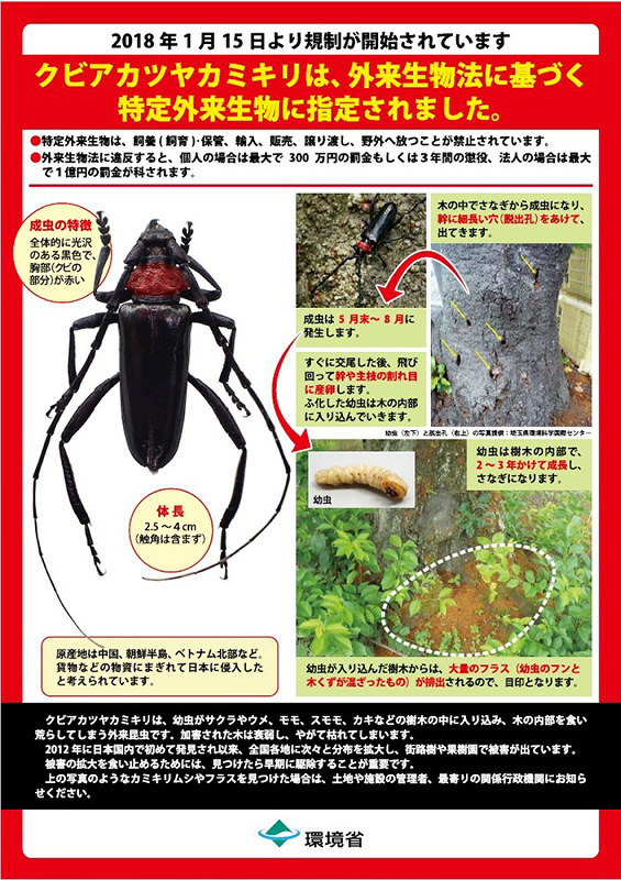 クビアカツヤカミキリ 桜食い虫 侵入防げ 市民団体が勉強会 根元の フラス 早期発見がカギ 高島 滋賀 毎日新聞