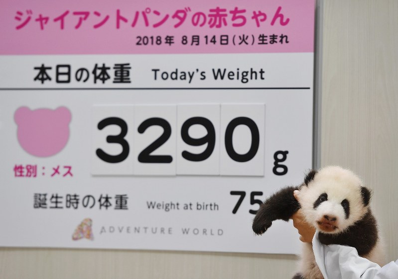 和歌山 パンダの赤ちゃんの身体測定 ２カ月半で４０倍超 写真特集1 7 毎日新聞