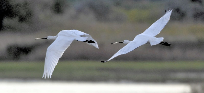 米子水鳥公園に飛来したヘラサギ=米子市彦名新田で2018年11月1日午前8時1分、桐原俊介さん撮影(同公園提供)