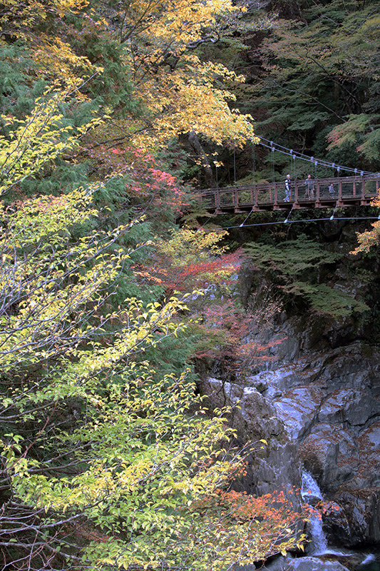 天の川もみじまつり 天川の紅葉 例年より早く きょう あす 奈良 毎日新聞