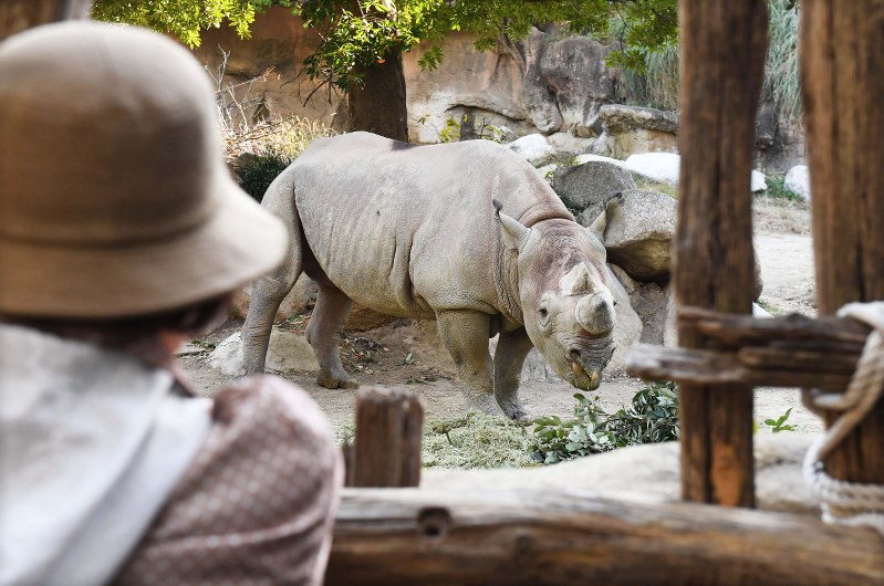 展示場でエサを食べるクロサイのライ=大阪市天王寺動物園で2018年10月30日、山崎一輝撮影