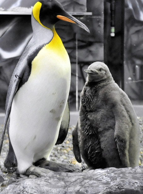 福井：ペンギンすくすく 夫婦で子育て | 毎日新聞