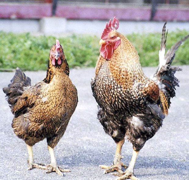 鳥取：県産地鶏ピヨ、生産休止へ 赤字で継続困難に | 毎日新聞