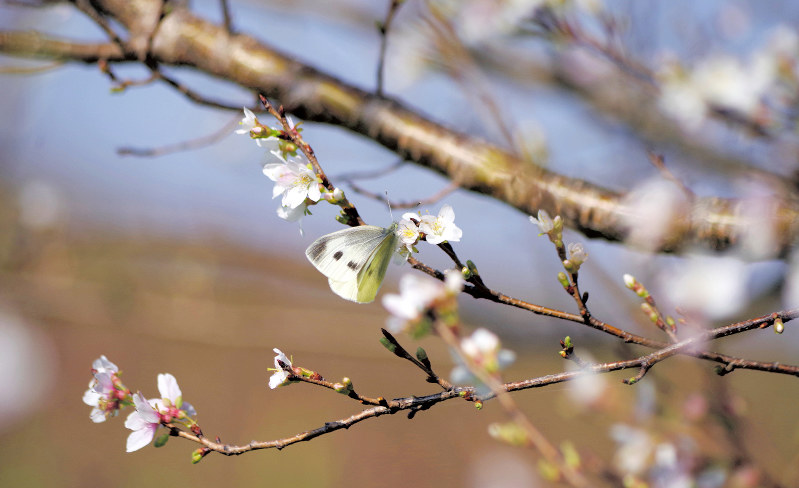 ソメイヨシノの花の香りに誘われ、蜜を吸うモンシロチョウの姿も=木村昭さん撮影