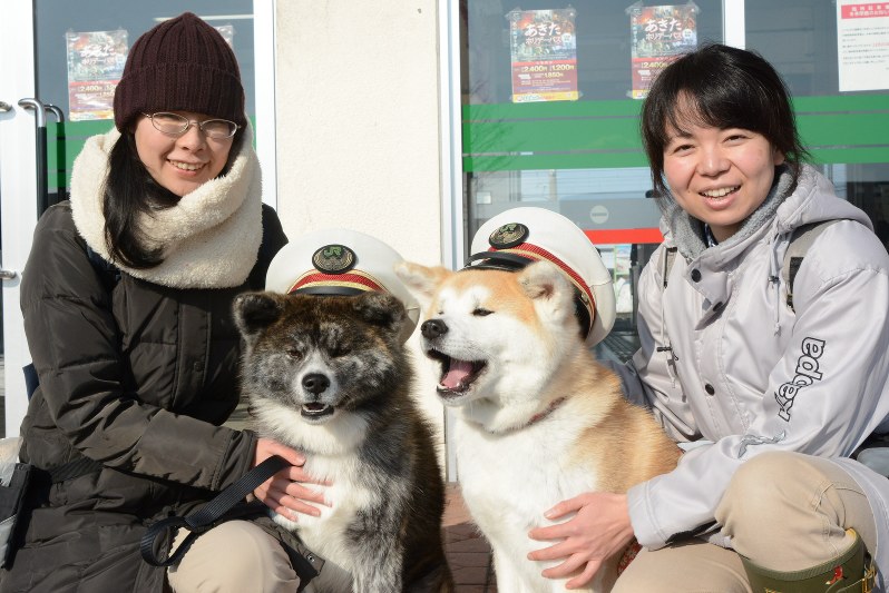 秋田犬 人気者はつらいよ 見知らぬ人はストレス 展示で体調不良のケースも 毎日新聞