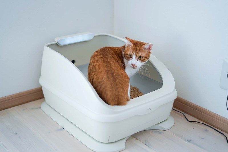 猫の健康管理をするIoTトイレ「トレッタ」=ハチたま提供