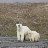 In this undated photo provided by Eric Regehr, polar bears are seen on Wrangel Island in the Arctic Circle. (AP Photo Eric Regehr via AP)