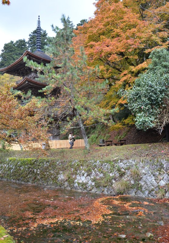 紅葉 いよいよ見ごろ 山も川面も秋の彩り 舞鶴 金剛院 京都 毎日新聞 紅葉 いよいよ見ごろ 山も川面も秋の彩り 舞鶴 金剛院 京都 毎日新聞