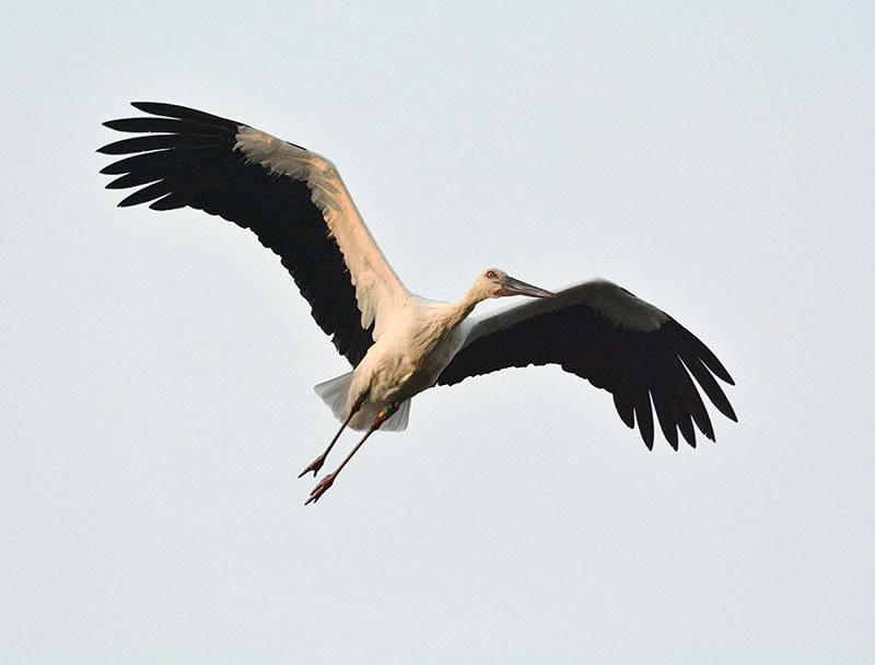 鳥取県南部町に飛来した2010年生まれのメス「J0022」。15,16年と2年連続で飛来した=2015年、桐原佳介さん撮影