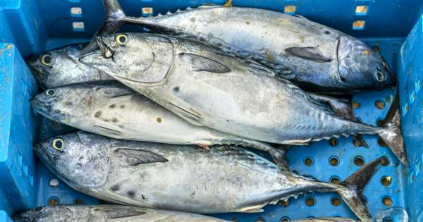 魚が原因 加熱では防げないヒスタミンによる食中毒 医療 健康tips 毎日新聞 医療プレミア