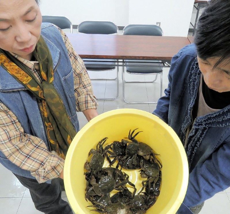 駅館川で激減しているモクズガニ=大漉実知朗撮影