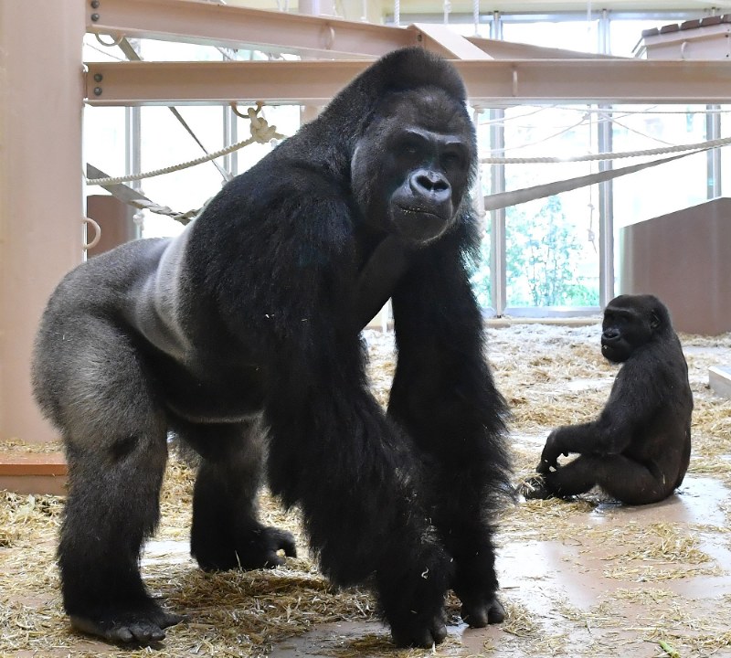 東山動植物園：ゴリラが46年ぶり人気首位奪還 | 毎日新聞