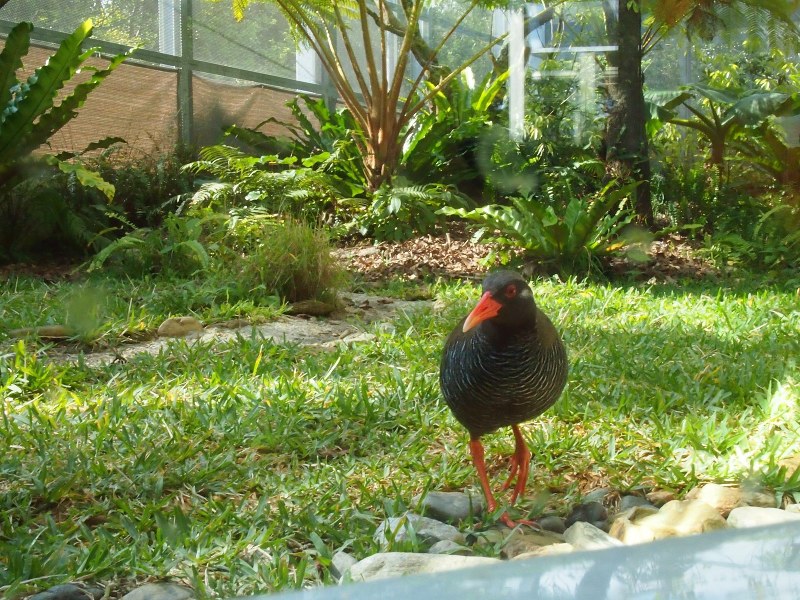 展示されていたヤンバルクイナのキョンキョン=沖縄県国頭村のヤンバルクイナ生態展示学習施設提供