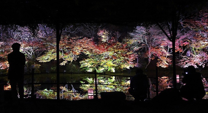 佐賀 夜の庭園 浮かぶ紅葉 御船山楽園ライトアップ 写真特集3 5 毎日新聞