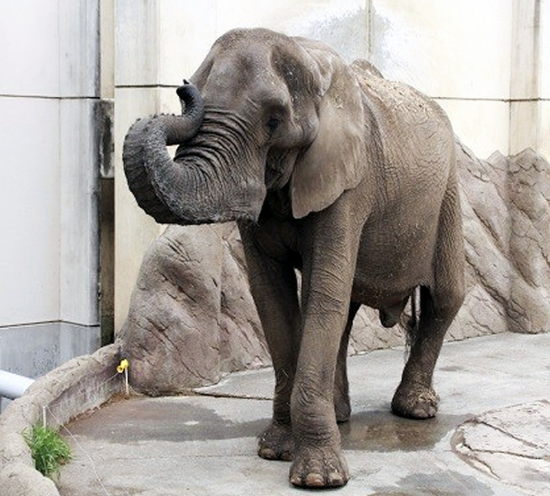盛岡市動物公園 アフリカゾウの たろう 天国へ 毎日新聞