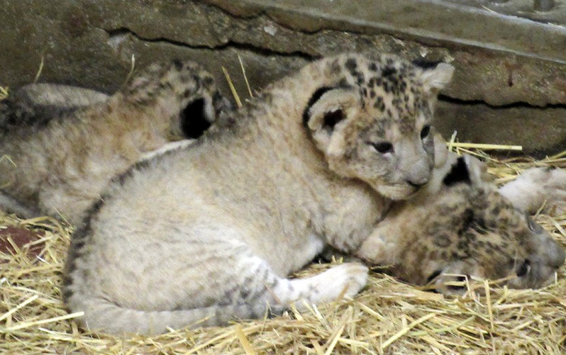 仲良く寄り添う3頭のライオンの赤ちゃん=安佐動物公園提供