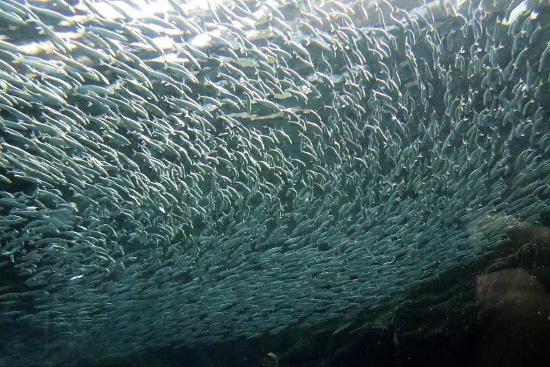 佐世保 イワシ５０００匹群れなす 九十九島水族館 毎日新聞