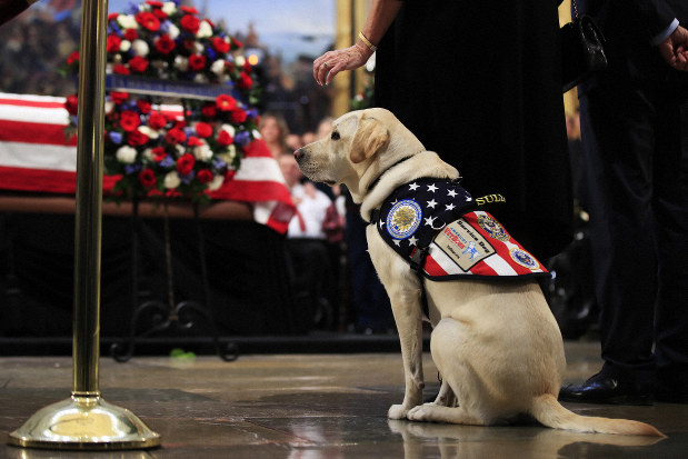 Good Boy Sully The Service Dog Visits Bush S Casket The Mainichi