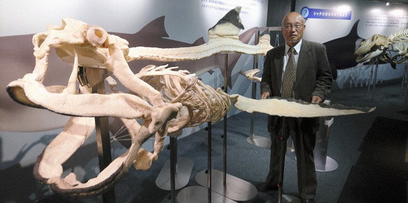 世界初メガマウス全身骨格 7日から一般公開 千葉の水族館 毎日新聞