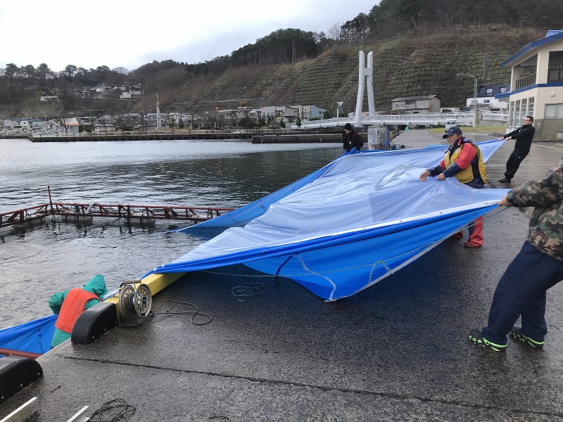 800グラムまで淡水の水槽で育てたサーモンを海面養殖用のいけすに移す深浦漁協の組合長やオカムラ食品工業の社員ら=青森県深浦町で(オカムラ食品工業提供)