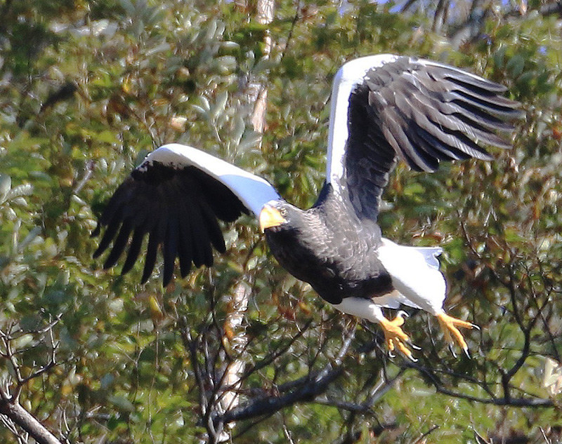 滋賀県長浜市の山本山に飛来したオオワシ=湖北野鳥センター提供
