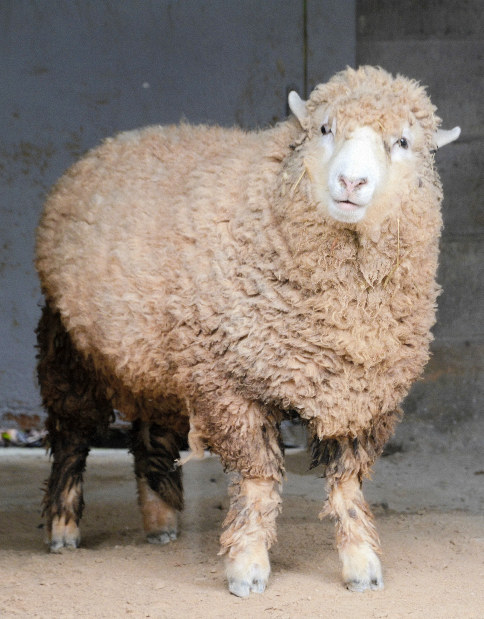 名前は「もこ」です 富山の動物園にヒツジ仲間入り | 毎日新聞