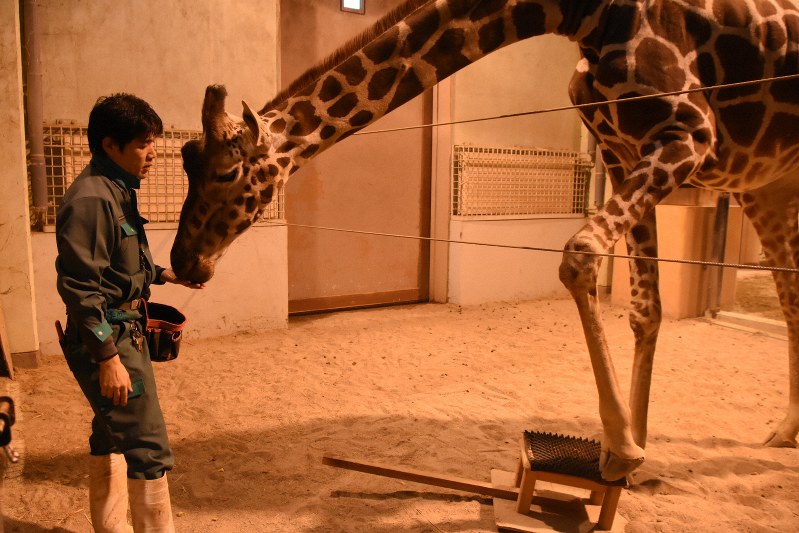 冬の休園中の動物園ってどうなっているの 秋田市 大森山動物園を歩いた 毎日新聞