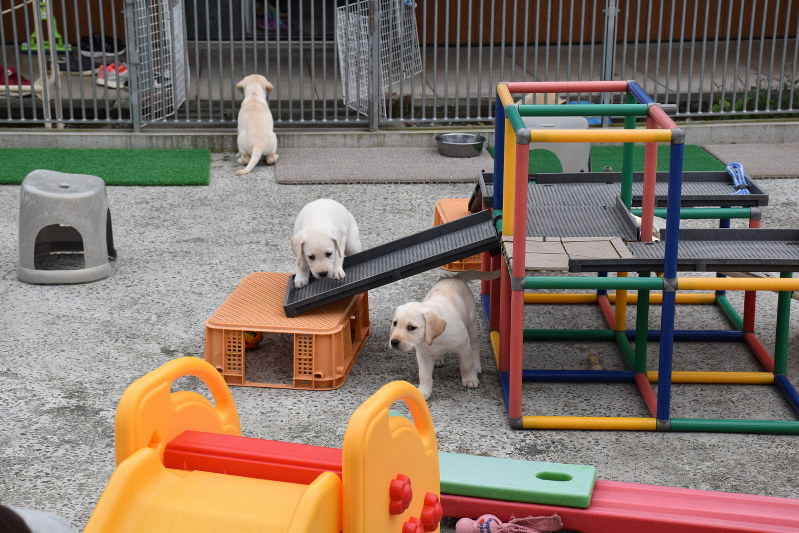 富士ハーネスで生まれた生後約2カ月の子犬たち=静岡県富士宮市の富士ハーネスで2018年10月16日午後2時54分、高場悠撮影