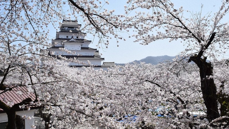 若松城の桜=2015年4月18日、喜浦遊撮影