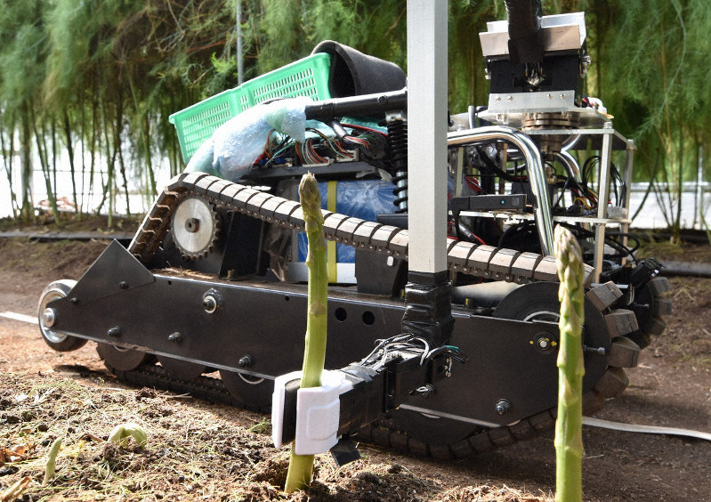 収穫可能なアスパラガスを自動で認識し刈り取っていくロボット=佐賀県太良町で、池田美欧撮影