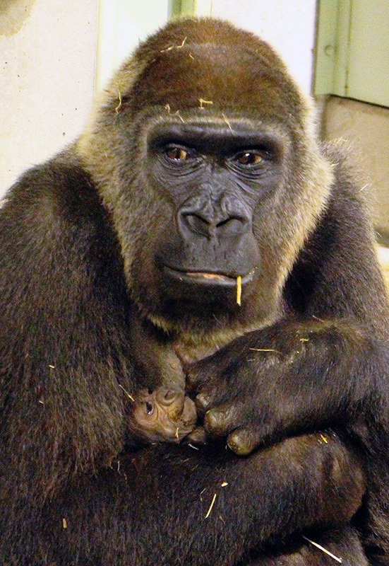 出産したニシキゴリラのゲンキと、胸に抱かれる赤ちゃん=京都市動物園提供