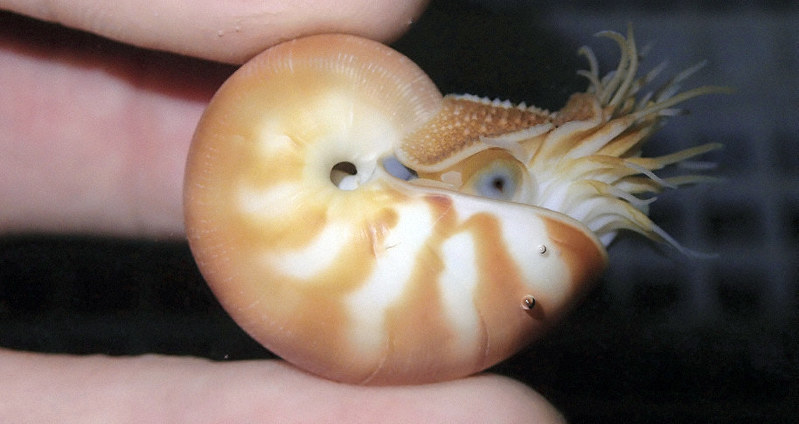 20日にふ化したパラオオウムガイの赤ちゃん(鳥羽水族館提供)