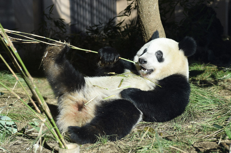 シャンシャン 成獣の行動に近づく 上野動物園が近況発表 毎日新聞