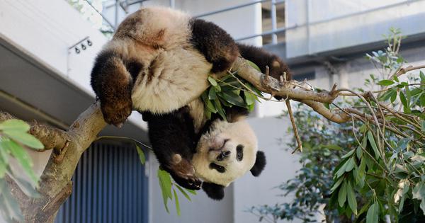 シャンシャン、成獣の行動に近づく 上野動物園が近況発表 | 毎日新聞