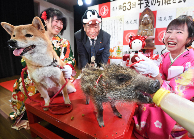 「干支(えと)の引き継ぎ式」をする犬とイノシシ=大阪市浪速区の通天閣で2018年12月27日午前10時28分、山崎一輝撮影