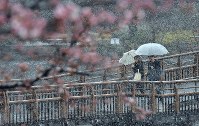 桜が咲き始めた井の頭恩賜公園で雪の中を歩く人たち＝東京都三鷹市で２０１８年３月２１日、藤井達也撮影