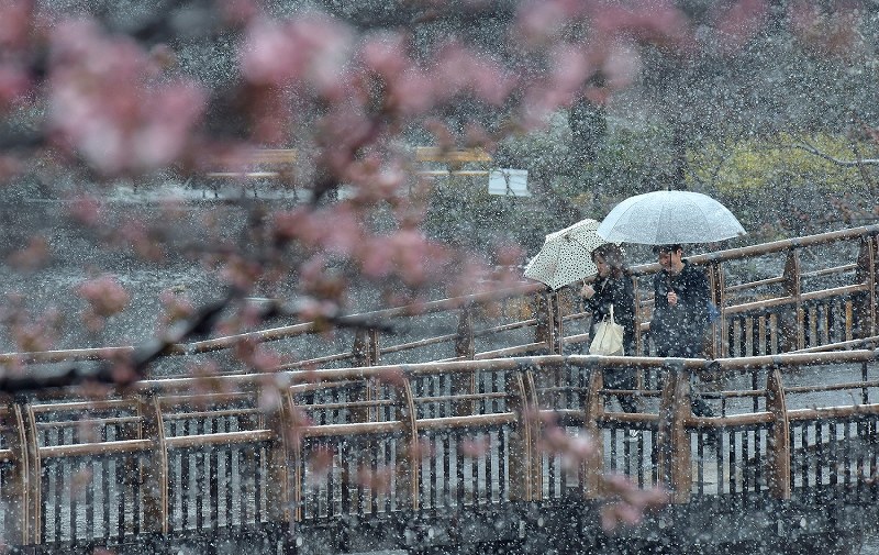 桜が咲き始めた井の頭恩賜公園で雪の中を歩く人たち＝東京都三鷹市で２０１８年３月２１日、藤井達也撮影