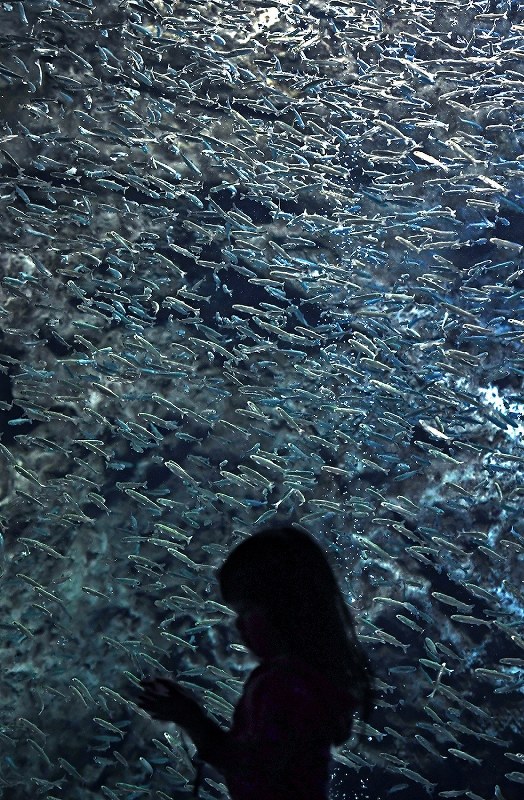 水槽内を泳ぎ回るサケの稚魚＝北海道千歳市の「サケのふるさと千歳水族館」で２０１８年３月３１日、竹内幹撮影