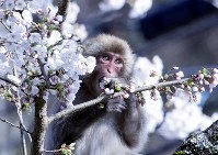 桜の花を食べる猿＝長野県駒ケ根市赤穂で２０１８年４月１０日、山口政宣撮影