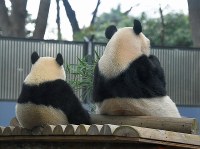 並んで笹の葉を食べるシャンシャン（左）と母親シンシン。独り立ちに向けて準備が始まり、一緒にいられるのもあと少しの時間だ＝東京都台東区の上野動物園で２０１８年１１月１２日午前９時４５分、手塚耕一郎撮影