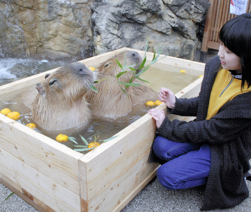 気持ちよさそうに温泉につかるカピバラの親子=山口県美祢市美東町赤の秋吉台サファリランドで、松田栄二郎撮影