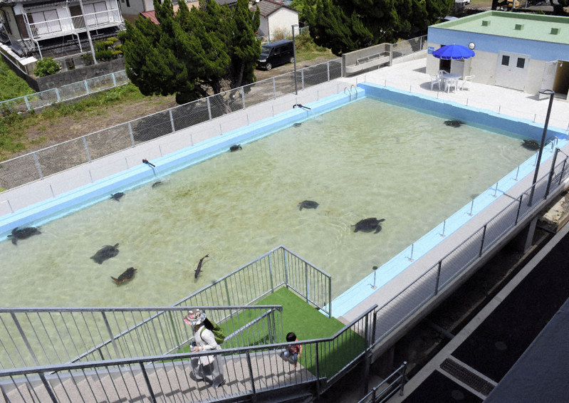 ウミガメなどが泳ぐ、25メートルプールを活用した巨大水槽=室戸市室戸岬町のむろと廃校水族館で2018年4月26日午後0時38分、郡悠介撮影