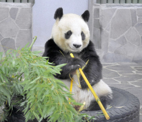 神戸市立王子動物園で飼育しているタンタン=神戸市灘区で2018年10月22日午後3時11分、峰本浩二撮影