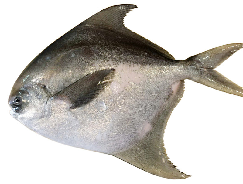 食べなれ 丹後の珍魚 目からウロコ その１ 京都 毎日新聞