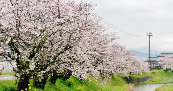 【中古】 生命の火 命を桜に託した潤崎町内の人々/向陽舎（北九州）/潤崎植樹実行委員会 サクラ(桜)十月桜(ジュウガツザクラ)[三年生苗] - 果樹苗・大苗