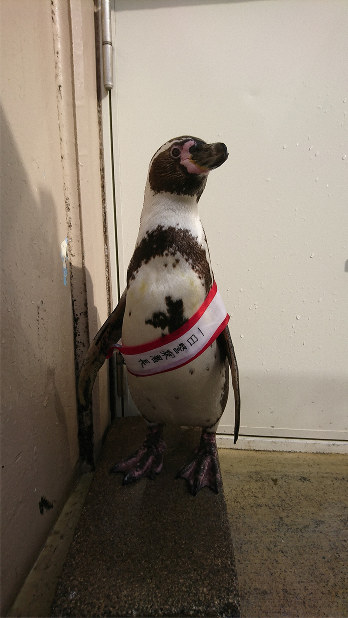 フンボルトペンギン「ヨンちゃん」、一日警察署長に 静岡・下田 | 毎日新聞