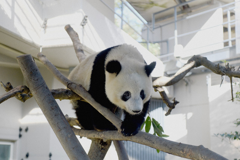 上野パンダ：シャンシャン すくすく成長 [写真特集7/24] | 毎日新聞